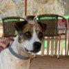 Ramón - ADOPTADO - Imagen 8