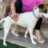 Ramón - ADOPTADO - Imagen 7