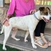 Ramón - ADOPTADO - Imagen 6