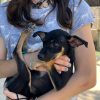 Fresa - ADOPTADA - Imagen 3
