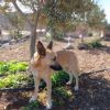 Bimba - adopción externa