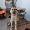 Bimba - adopción externa - Imagen 5