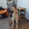 Bimba - adopción externa - Imagen 4