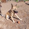 Bimba - adopción externa - Imagen 3