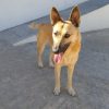 Bimba - adopción externa - Imagen 2