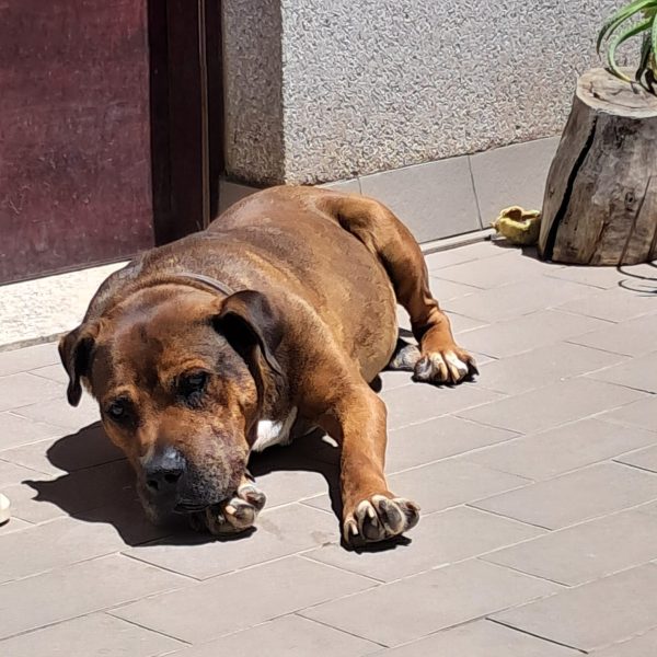 Tolstoy - adopción externa - Imagen 2
