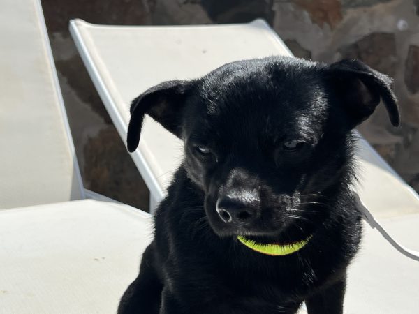 Max - ADOPTADO - Imagen 6