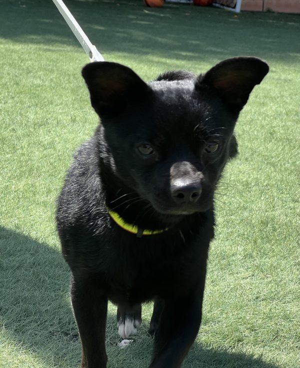 Max - ADOPTADO - Imagen 5