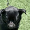 Max - ADOPTADO - Imagen 4