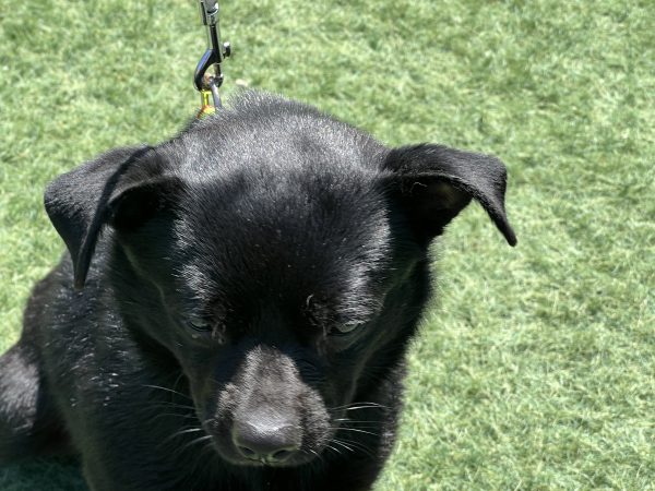 Max - ADOPTADO - Imagen 4