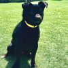 Max - ADOPTADO - Imagen 3