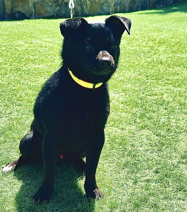 Max - ADOPTADO - Imagen 3