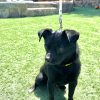 Max - ADOPTADO