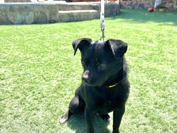 Max - ADOPTADO