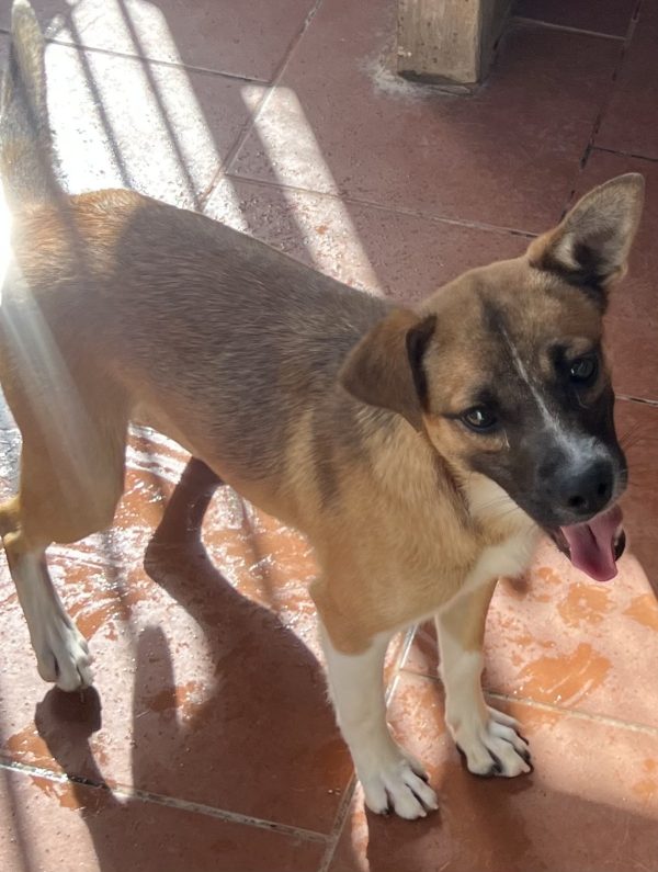 Turbi - Imagen 3
