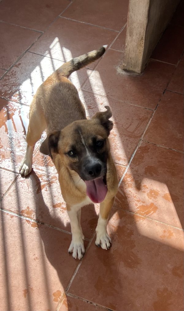 Turbi - Imagen 4